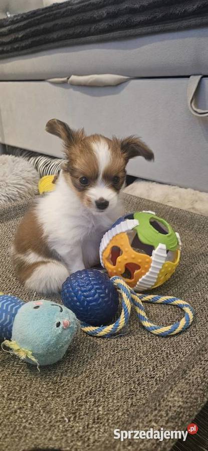 Papillon FCI/ZKWP Spaniel Kontynentalny Miniaturowy