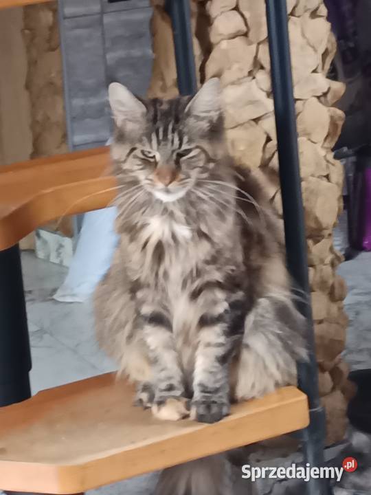 Śliczne kotki rasy Maine coon z rodowodem Prawęcin sprzedam