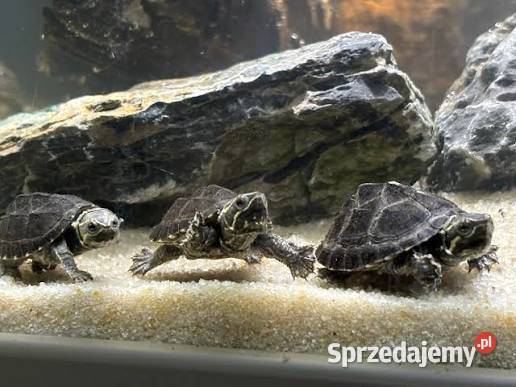 Żółw odoratus wonny żółw wodny piżmik piżmowy Rzeszów sprzedam