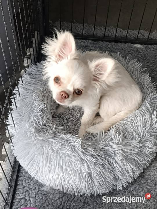 Chihuahua długowłosy samiec ZKwP FCI Ligota Dolna