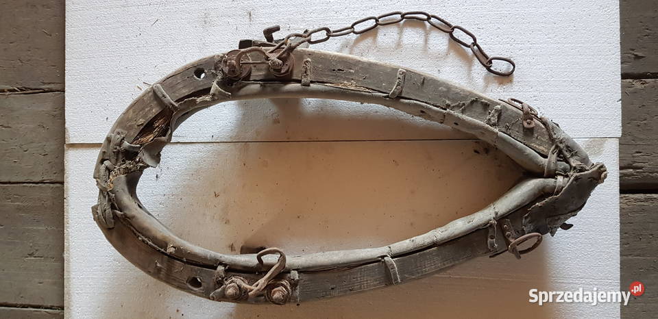 Homonto konia dolnośląskie Zgorzelec sprzedam