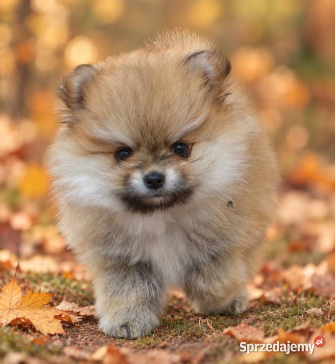 SZPIC MINIATUROWY POMERANIAN ŚLICZNE PUCHATE Warszawa sprzedam