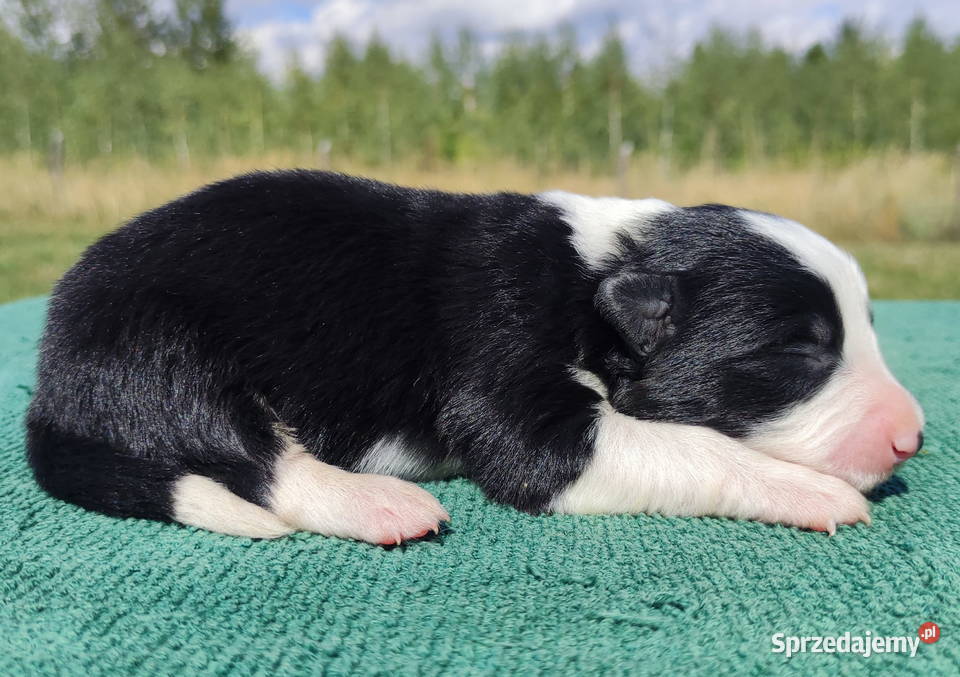 Prześliczna Suczka BORDER COLLIE pełna dok super