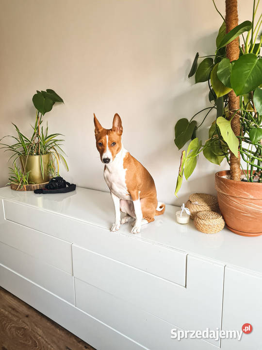 Komoda lakier Kraków