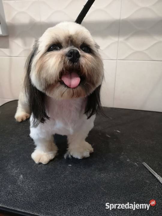 Groomer psi fryzjer pielęgnacja kąpiel mazowieckie Radom