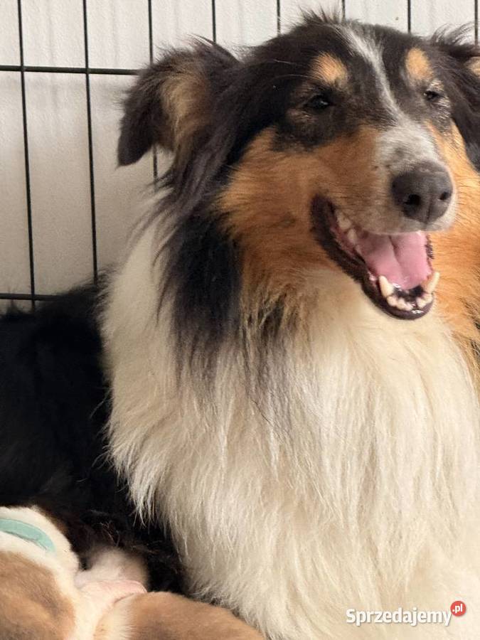 Owczarek szkocki długowłosy Colie Owczarek Ostrołęka sprzedam