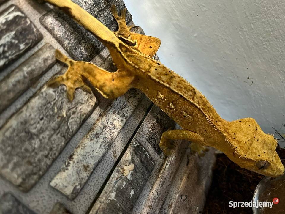 Gekon Orzęsiony samica dorosła tricolor bicolor śląskie Bielsko-Biała
