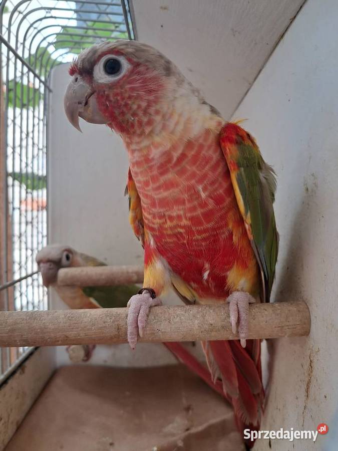 RudosterkaRudosterki Tryńcza