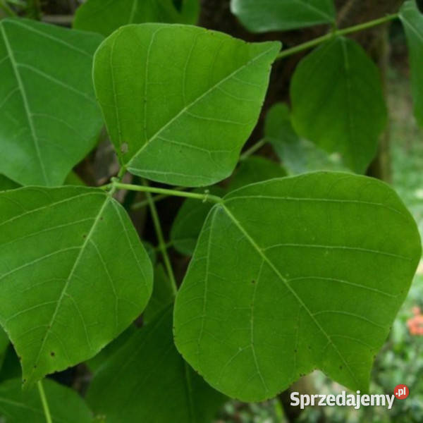 ERYTRYNA ZMIENNA Erythrina indica NASIONA 100 Lubanie