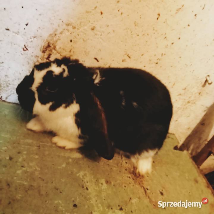 Sprzedam królika samca dobrego do zakacania Trzepnica sprzedam