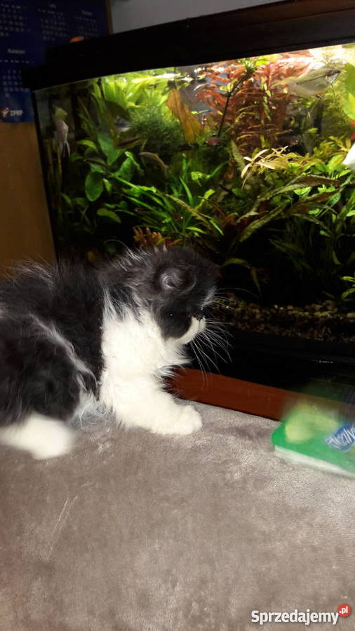 kotykotkikocięta perskie Koty kujawsko-pomorskie