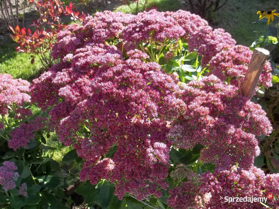 Marcinki jesienne kwiaty mrozoodporne Rabatowe łódzkie Łódź