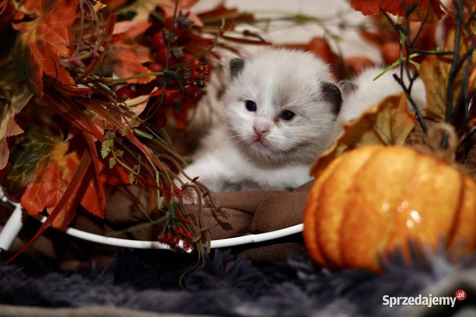 Ragdoll bracia bicolor Piorunówek