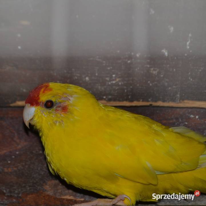 sprzedam Modrolotki Poznań