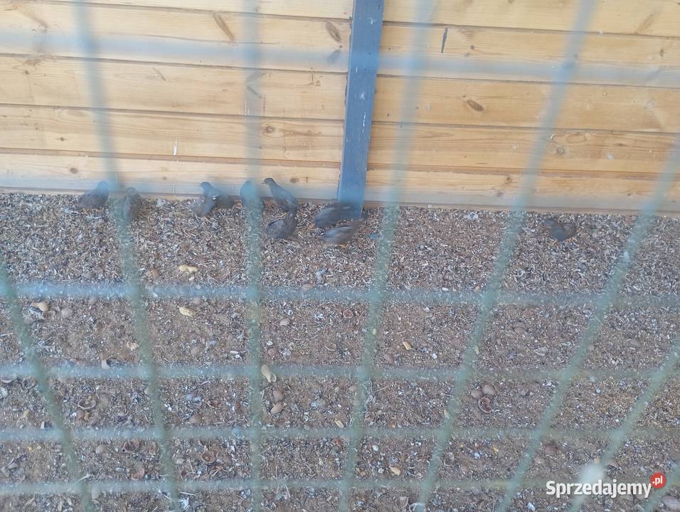 Przepiórki chińskie Wrzesiny sprzedam