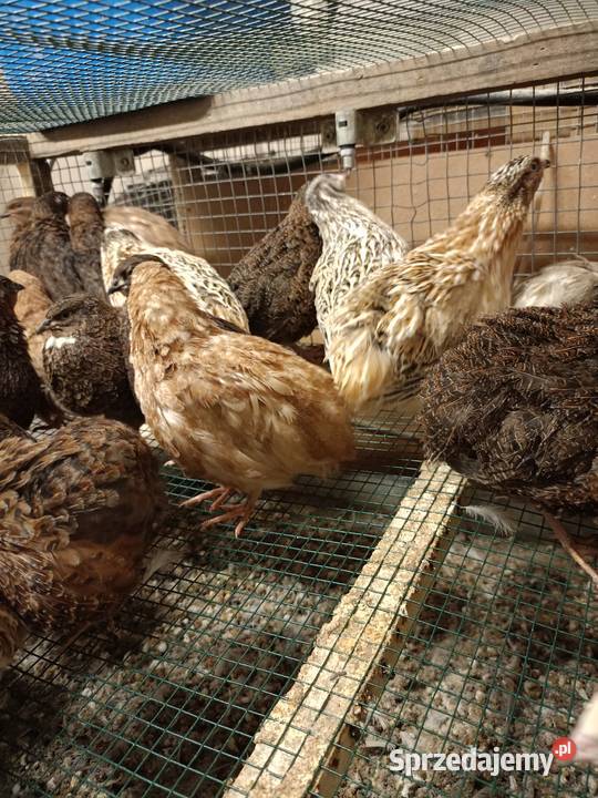 Jaja przepiórcze śląskie Kalej