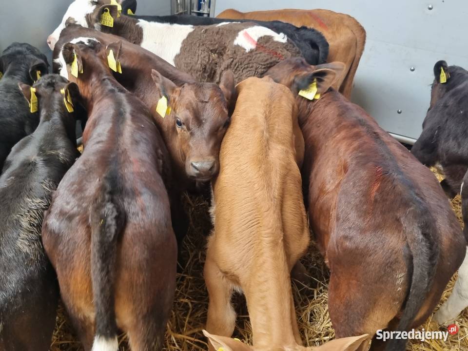 sprzedam cielaki byczki I jaloszki ras mięsnych Bydło mięsne Łódź