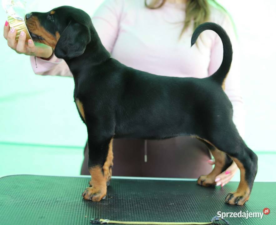 Doberman FCI Sochaczew