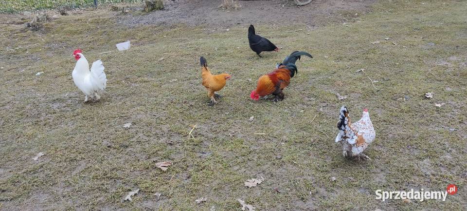 Jajka lęgowe sprzedam Tokarówka