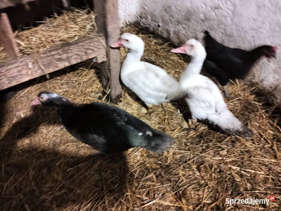 Sprzedam kaczory Czechy