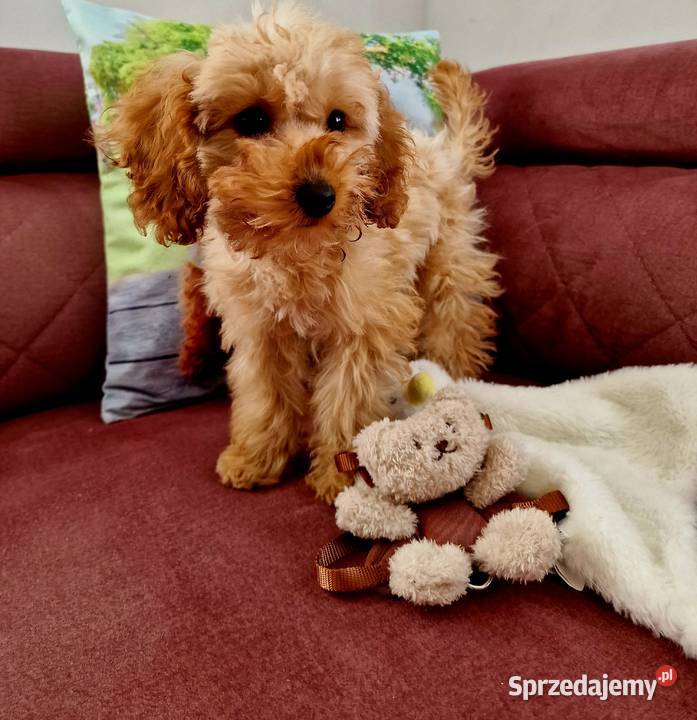 Unikatowy pudelek toy misio Jasło