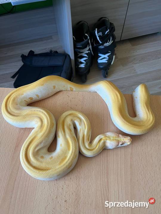 Pyton tygrysi albino green Warszawa sprzedam