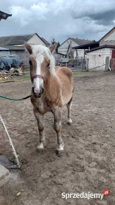 Źrebica zimnokrwista z księgą wstępną Łęczna