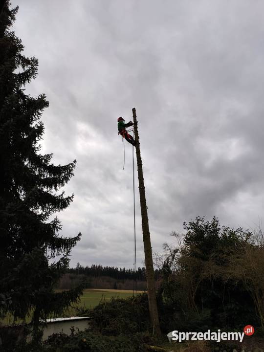 Arborysta ścinka drzew przycinanie pilarz drwal dolnośląskie Świdnica