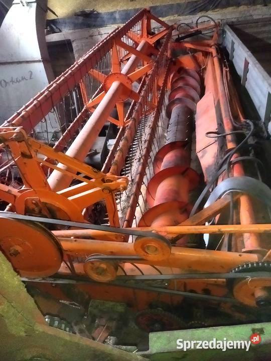 Cheder do Bizona Goszczanów