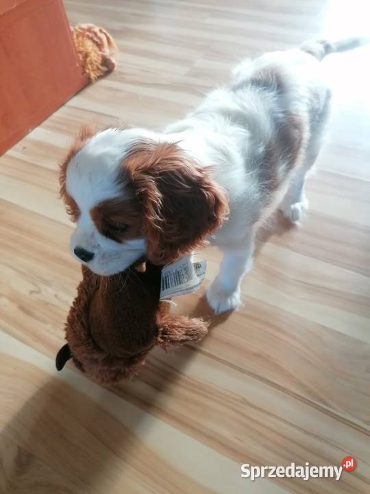 Cavalier king charles spaniel FCI piesek mazowieckie Wołomin