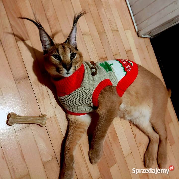 Karakale stepowe Caracal caracal młode piękne i Katowice