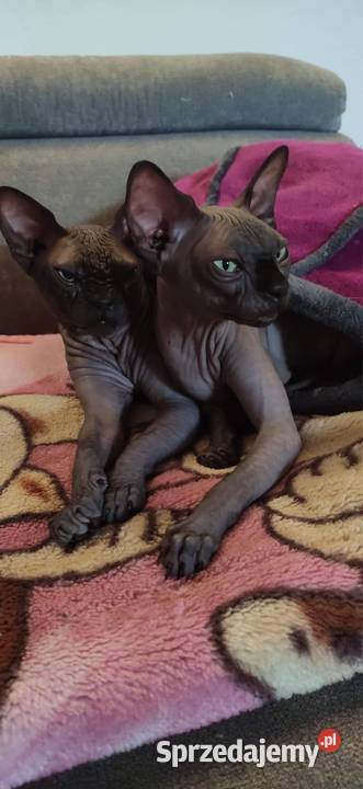 Sfinks SPH Sphynx Cattery DeTrojanS Warszawa