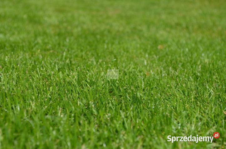 sprzedaży gruntu Wujówka 12500m2 Sprzedaż
