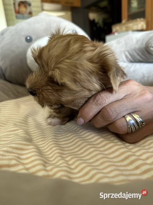Mini chłopczyk Ocean Pearl Yorkshirre Terrier Bytom sprzedam