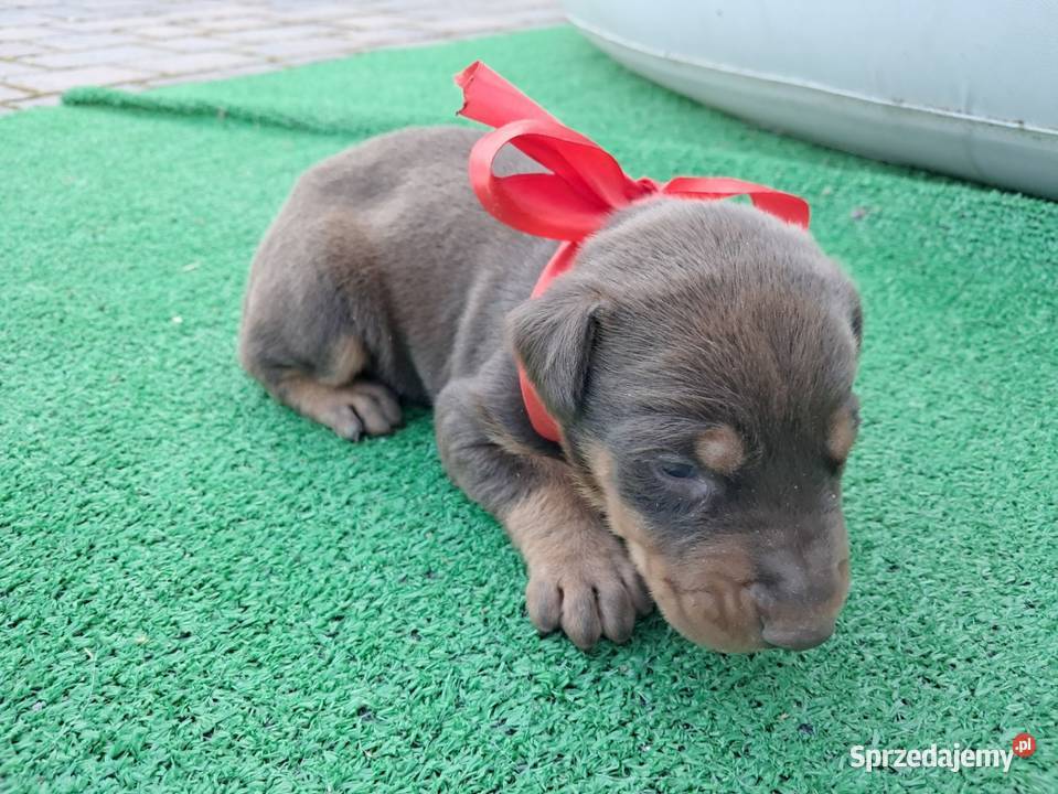 Doberman brązowa suczka Ostrowiec Świętokrzyski sprzedam