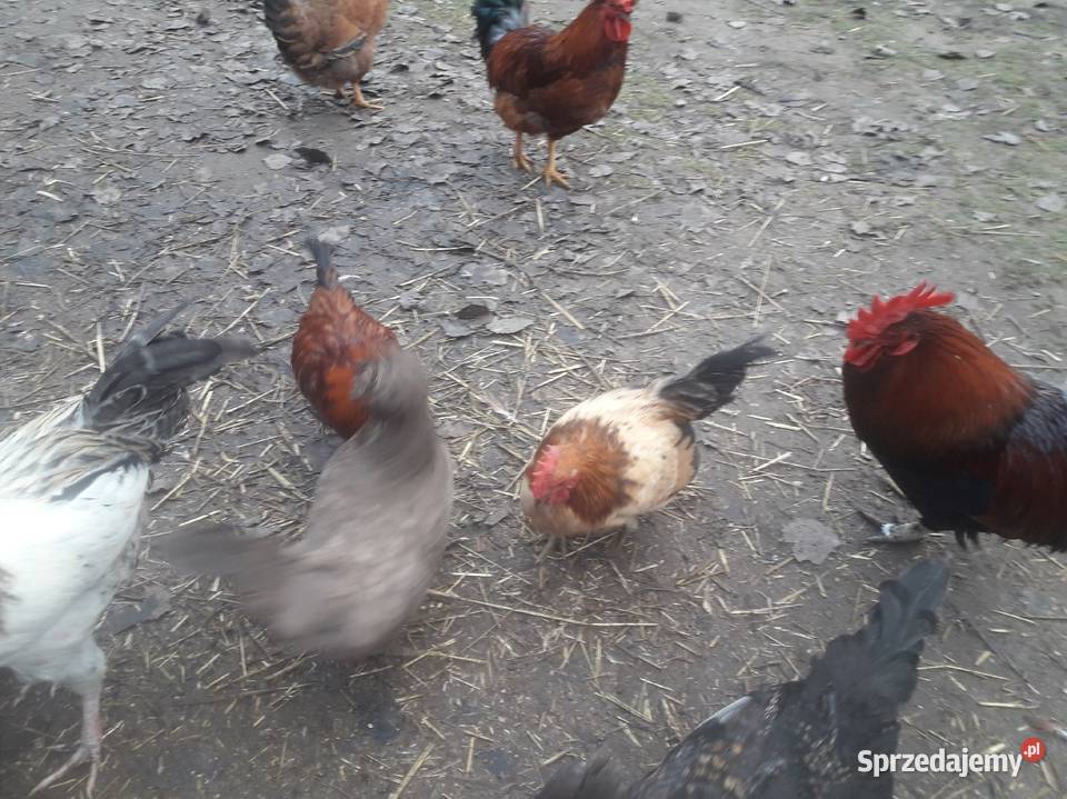 Kogut zielononżek i liliputy zielononżki świętokrzyskie Czarnocin