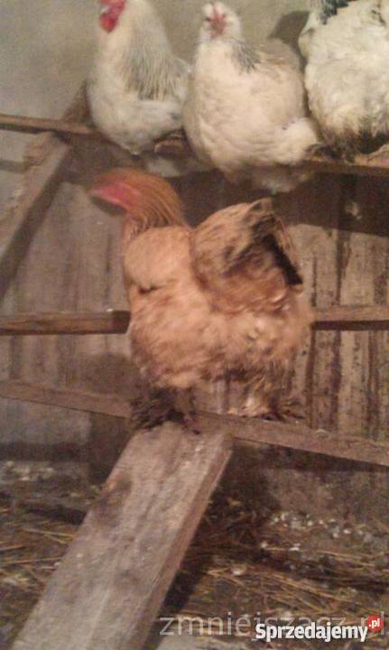 sprzedam wielkopolskie Popielewo