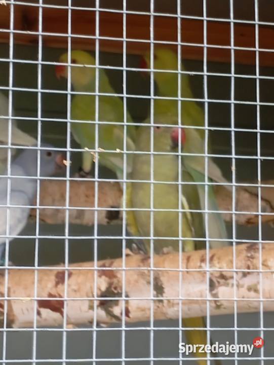 Aleksandretta obrożne Ptaki łódzkie Wrzesiny