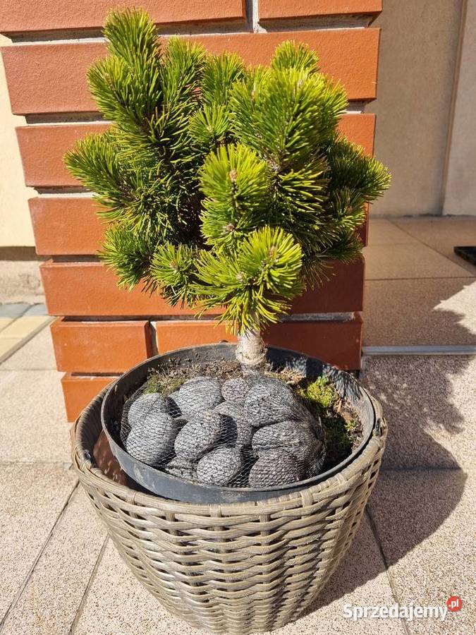 Kosodrzewina szczepiona na pniu Pinus mugo plus Lublin