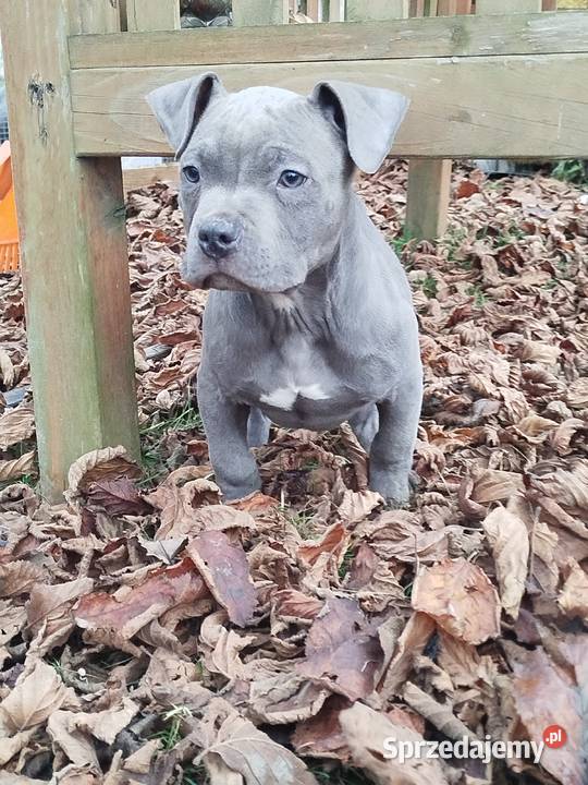 Mocny Amstaff Lublin