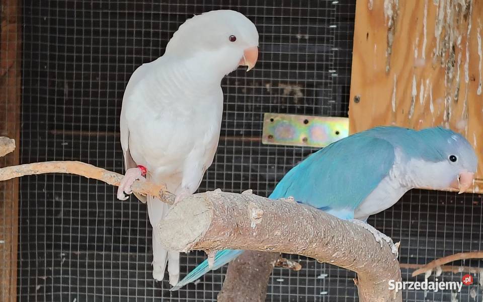 Mnichy nizinne szukają domu Pogorzałki