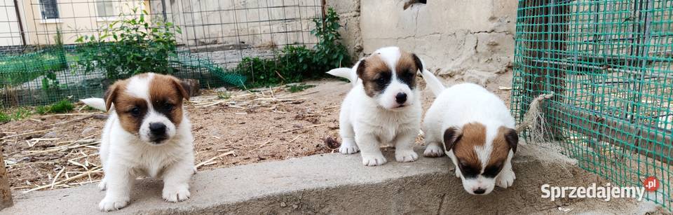 Jack Russell Terrier Kłodawa