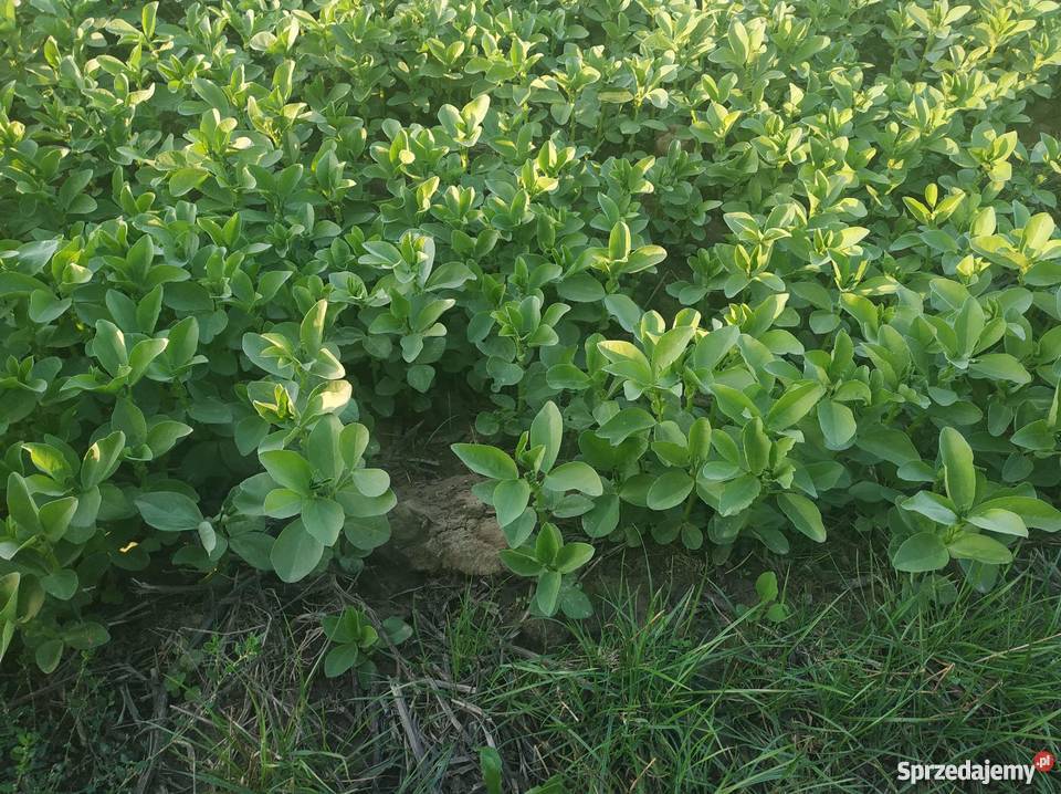 Bobik Granit Rośliny pastewne Kępa Lubawska