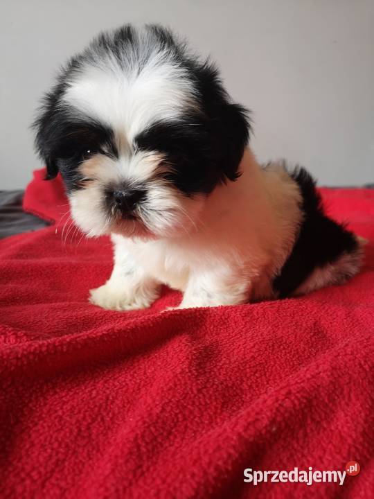 SUCZKI PIESKI Shih tzu szczenięta Hodowla domowa sprzedam