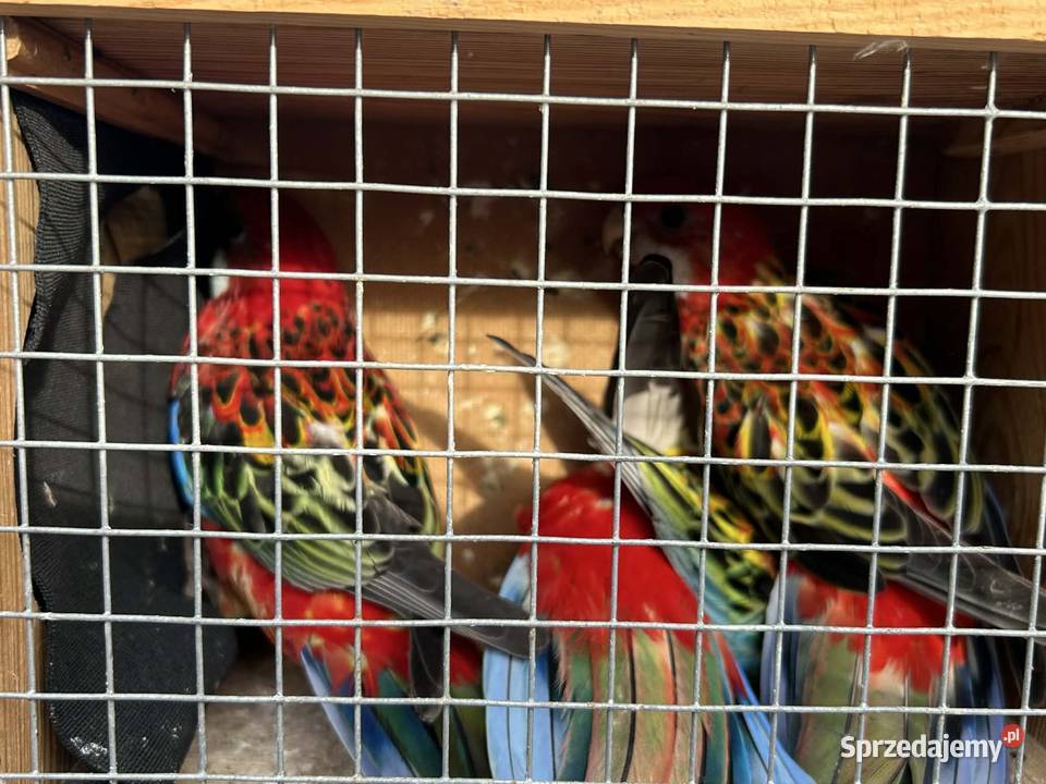 Rozella Białolica Pawłowice