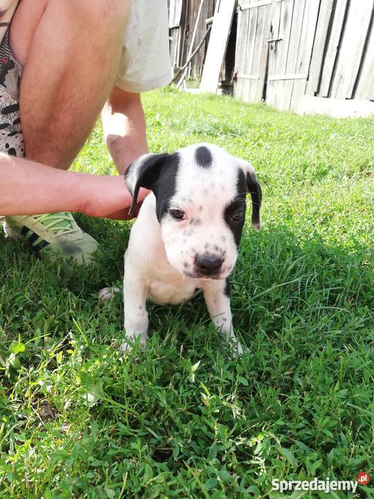 Oddam szczeniaki amstaff Sieprawki