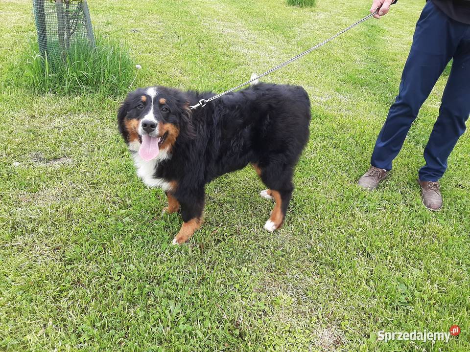 Berneński pies pasterski 6 miesięcy Sprzedaje z świętokrzyskie Nowa Słupia