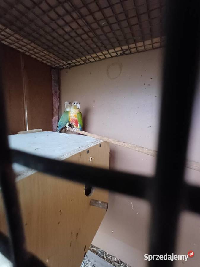 Sprzedam parę rudosterek Ptaki Zwierzęta Przemyśl