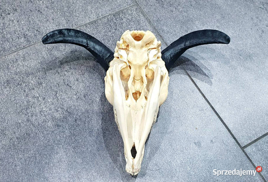 Muflon pełna czaszka OKAZJA inny kolor Tarnowiec sprzedam