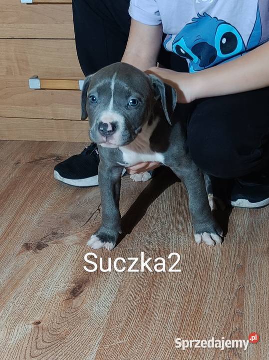 Szczeniaki american Bully xl błękitne Pasłęk sprzedam